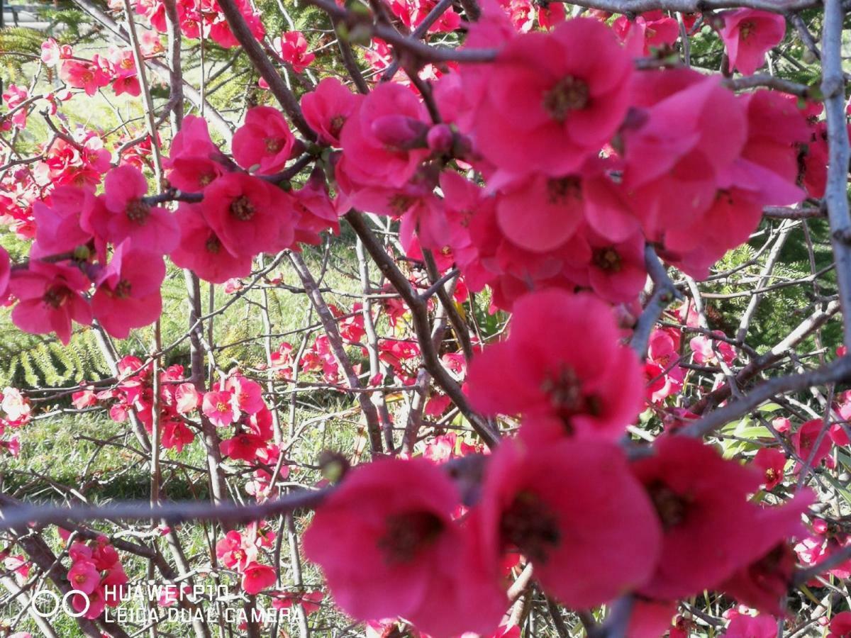 B&B Fiori Di Pesco Фертілія Екстер'єр фото